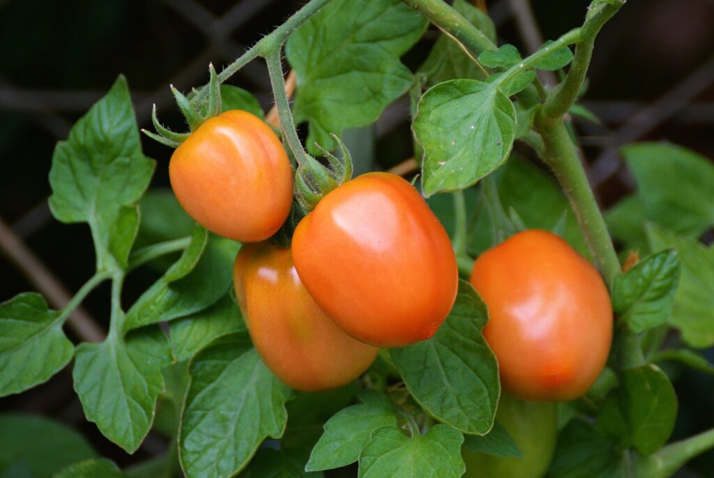 red roma tomatoes