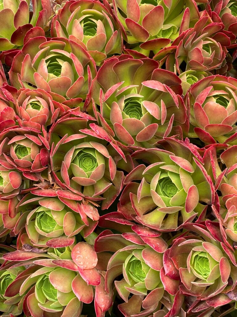 red succulents