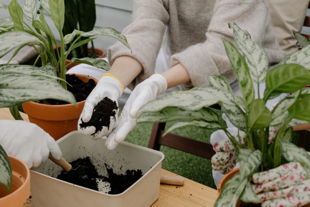 repotting succulents