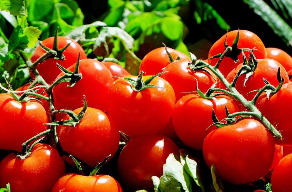 ripe tomatoes