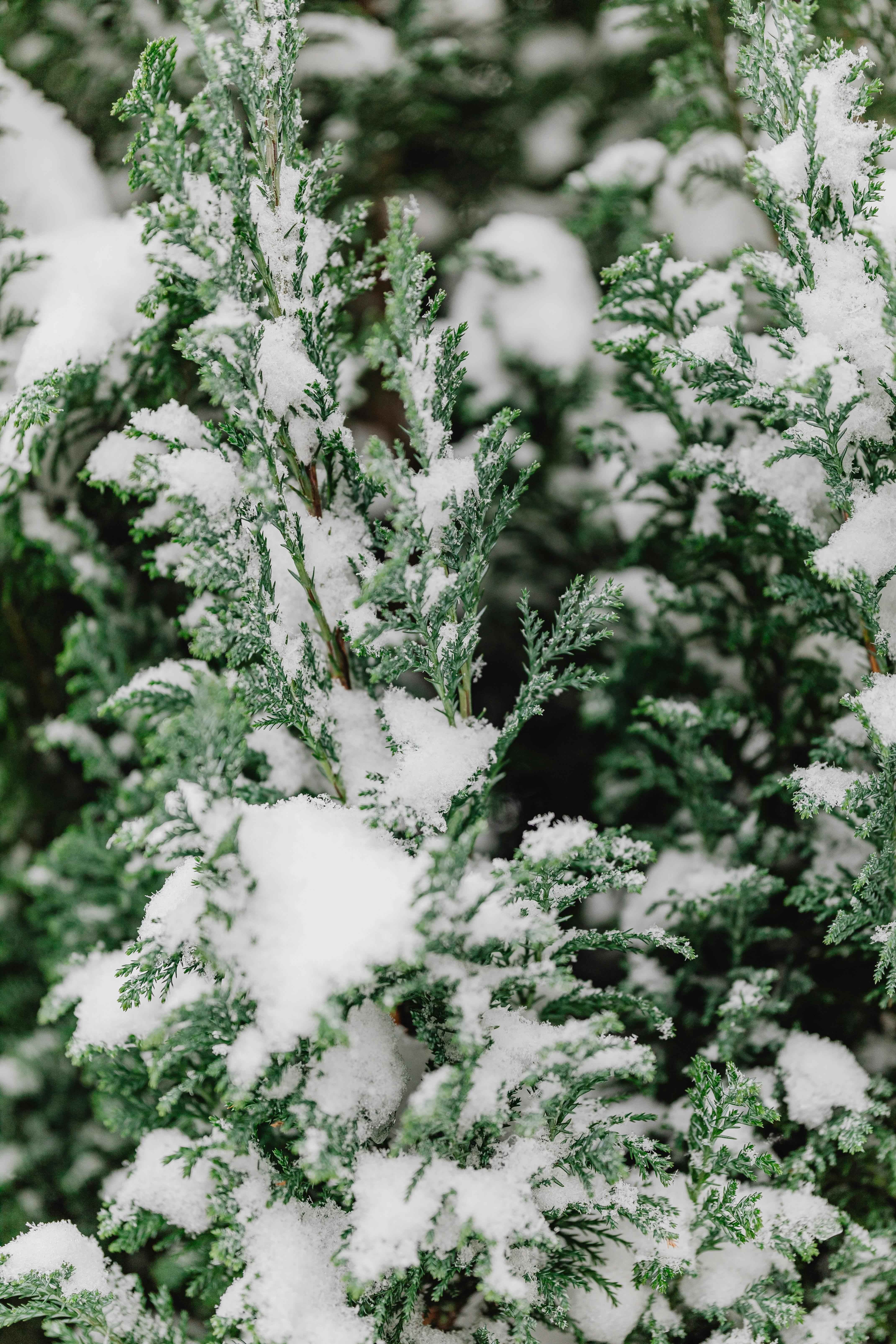 snow on shrubs