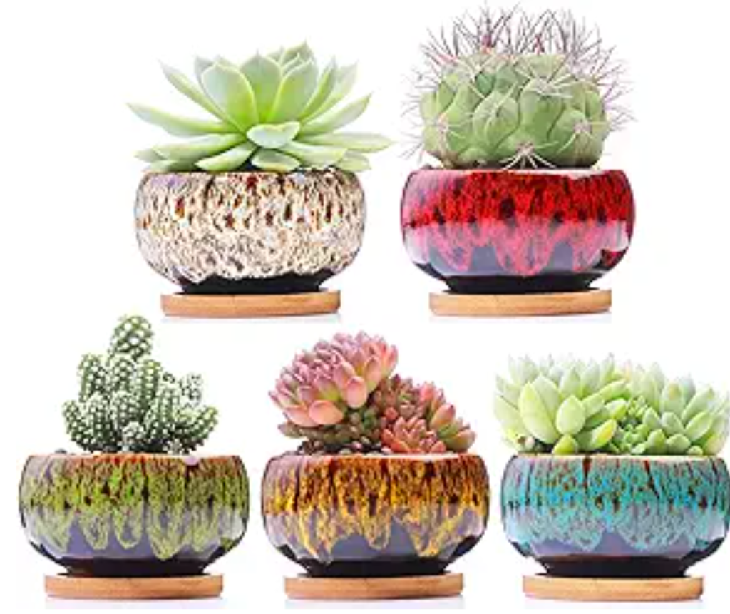 succulents pots