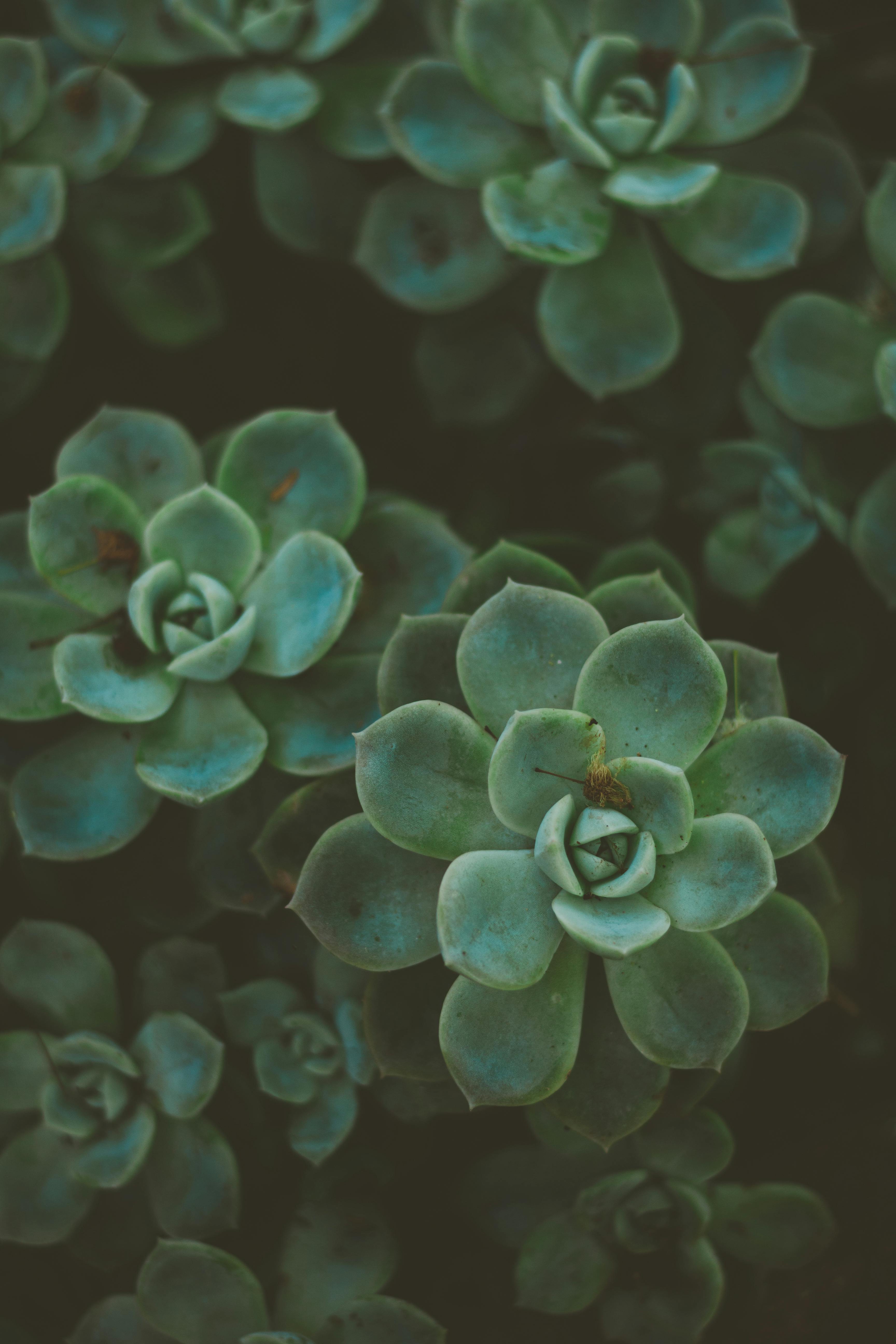 succulents 1