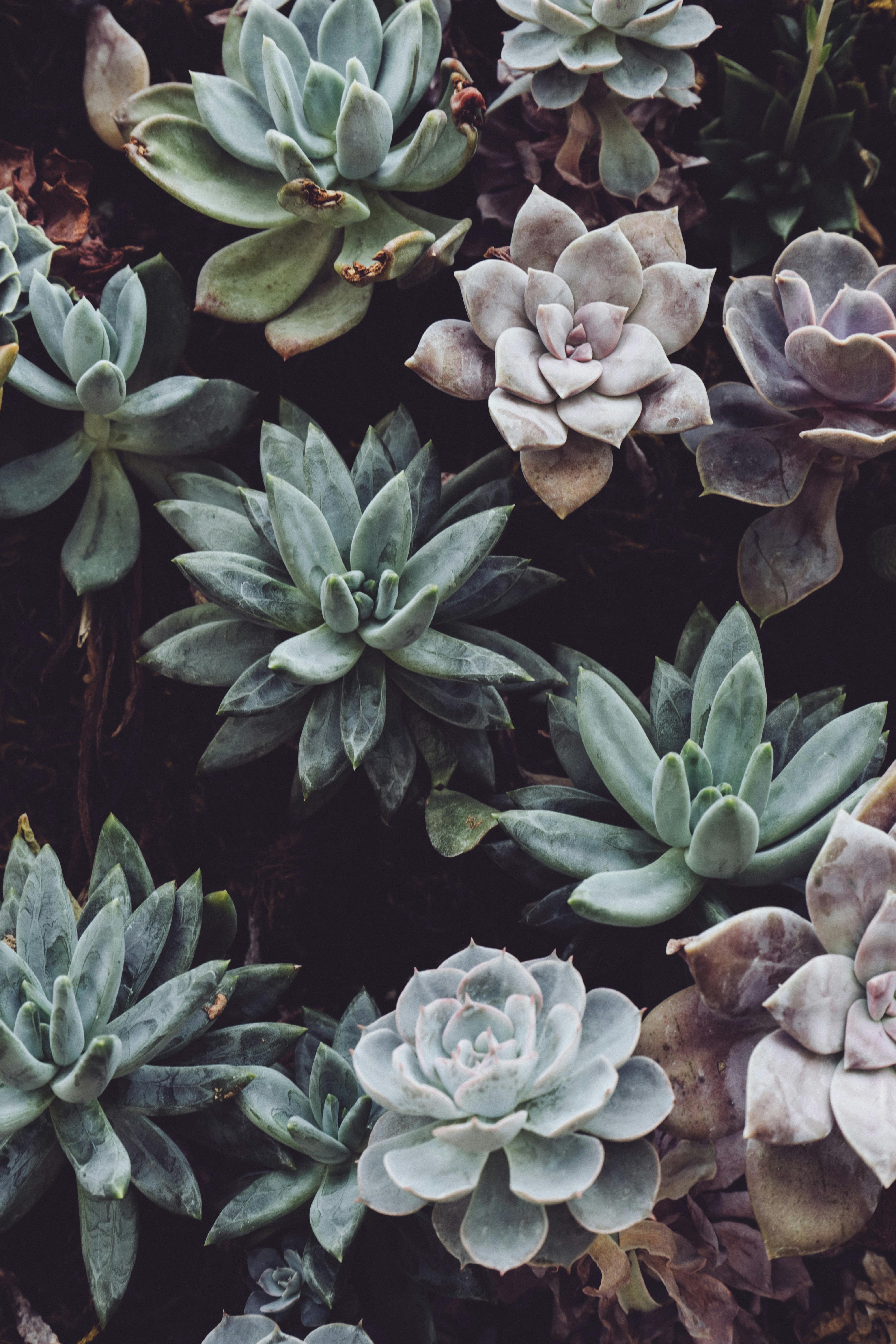 succulents 2