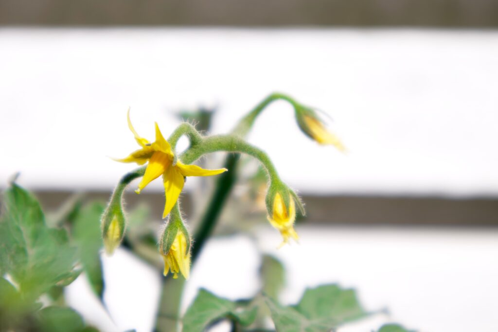 tomato flower