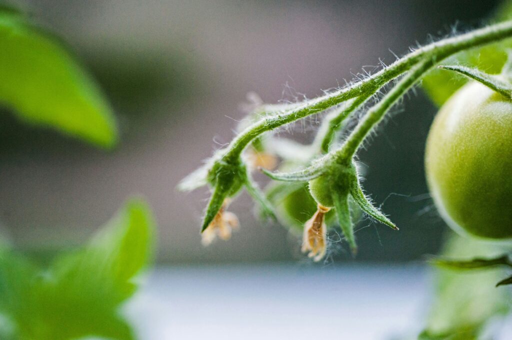 tomato flower with fruits