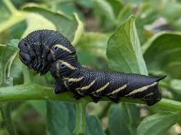 tomato-hornworm