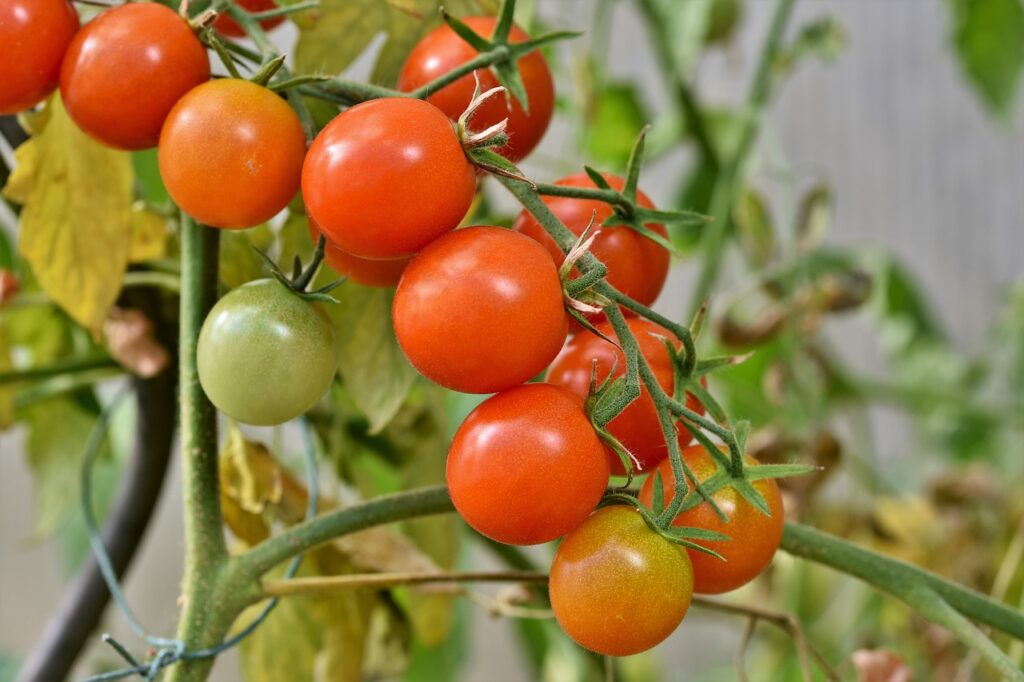 tomatoes on branches