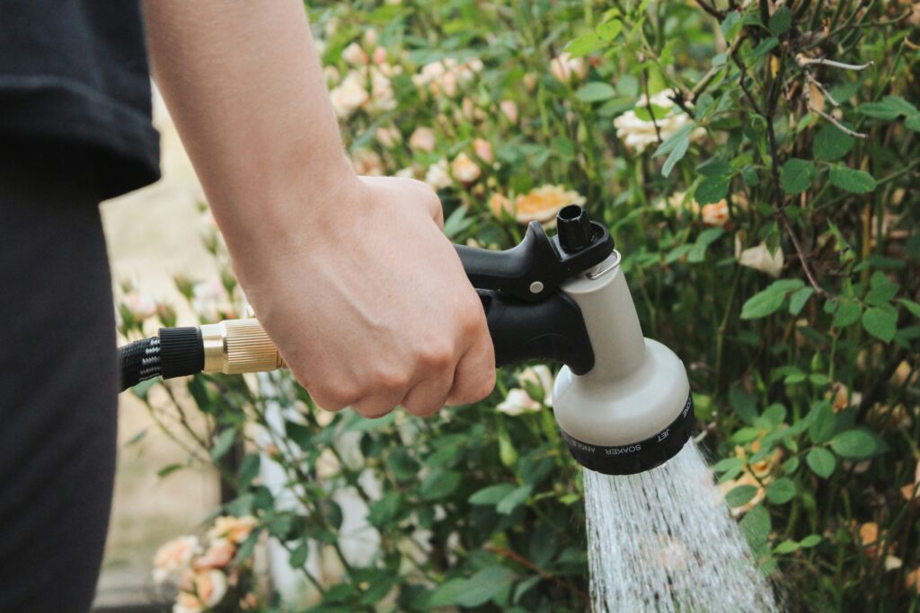 watering tomato plant