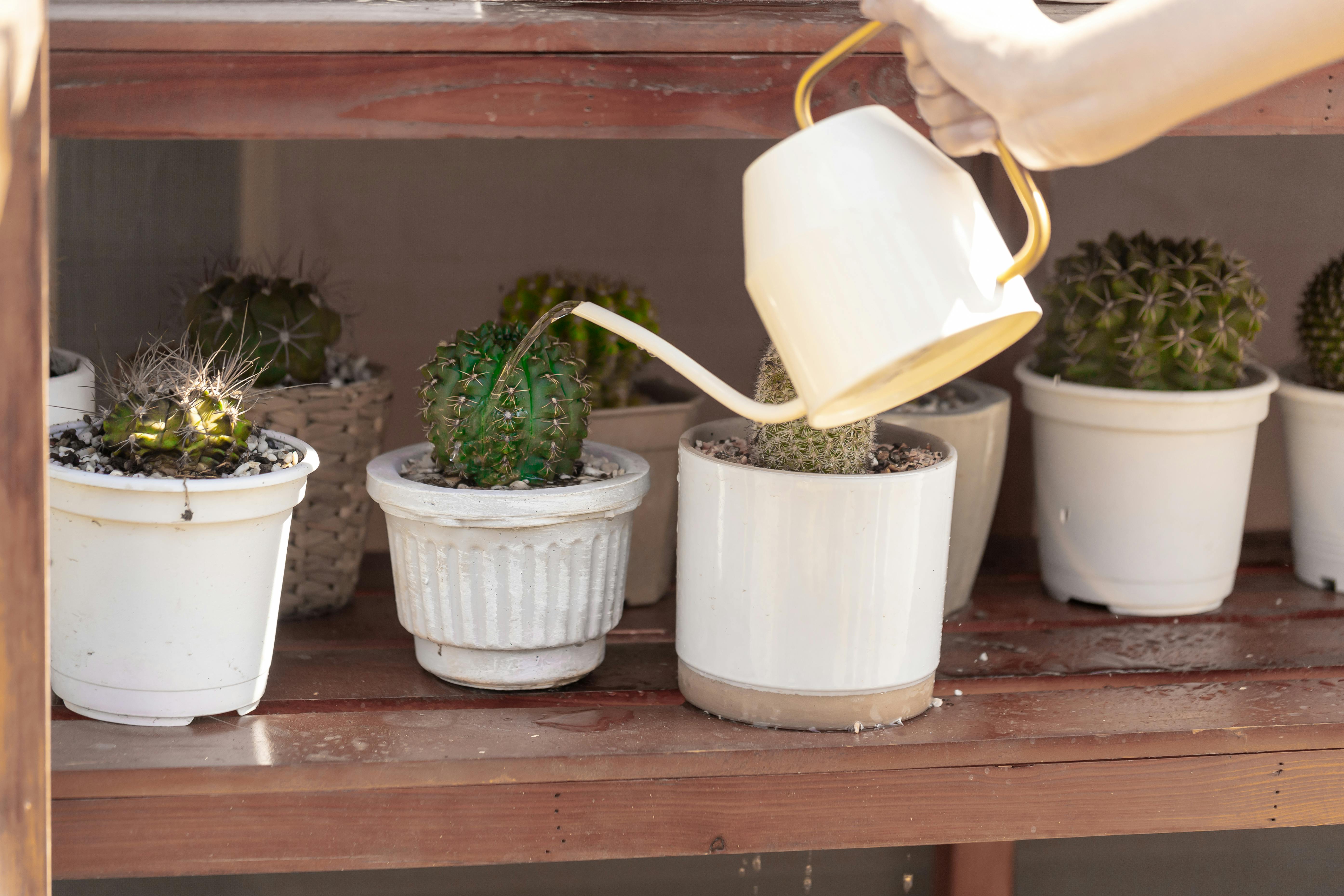 watering succulents