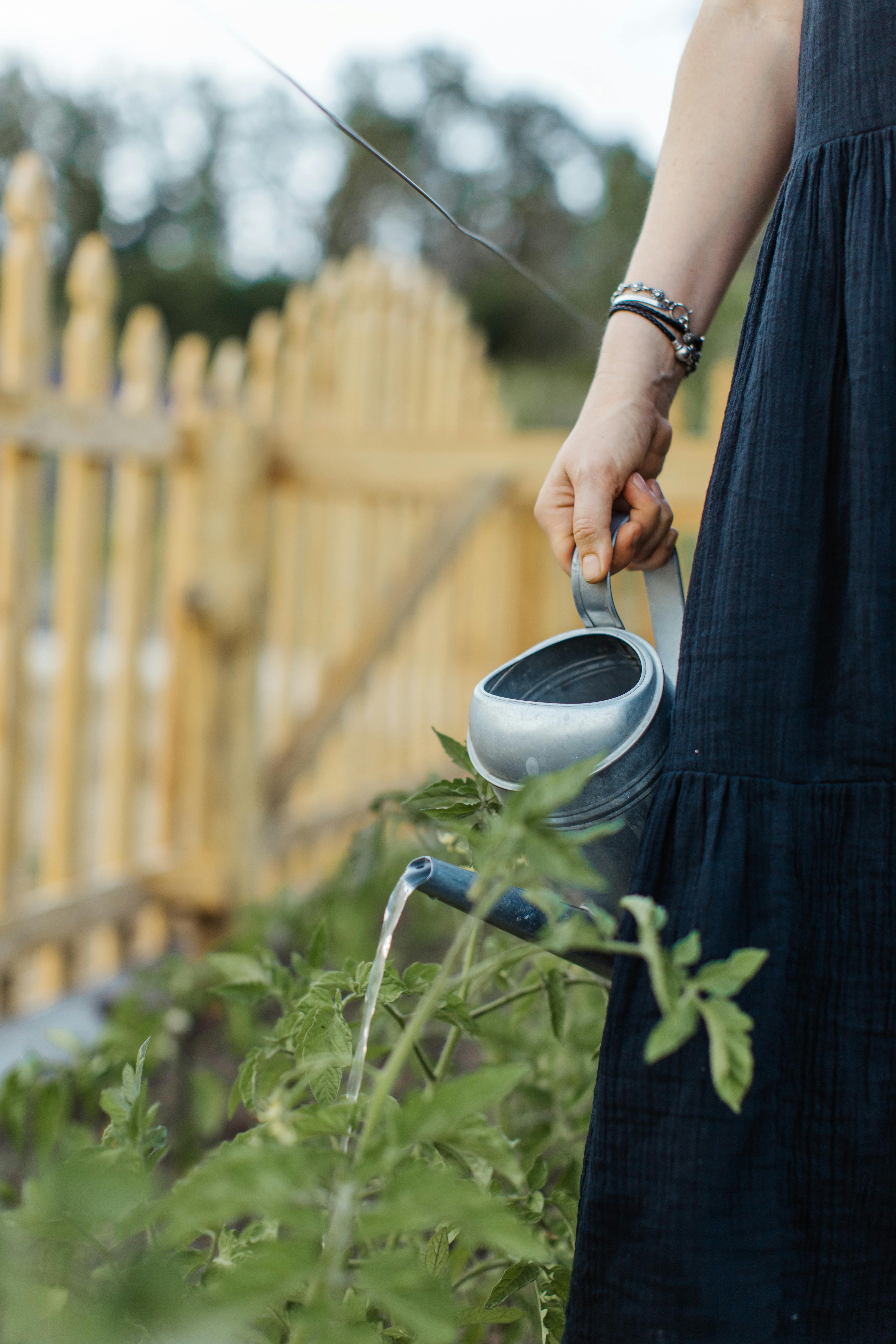 watering tomatoes