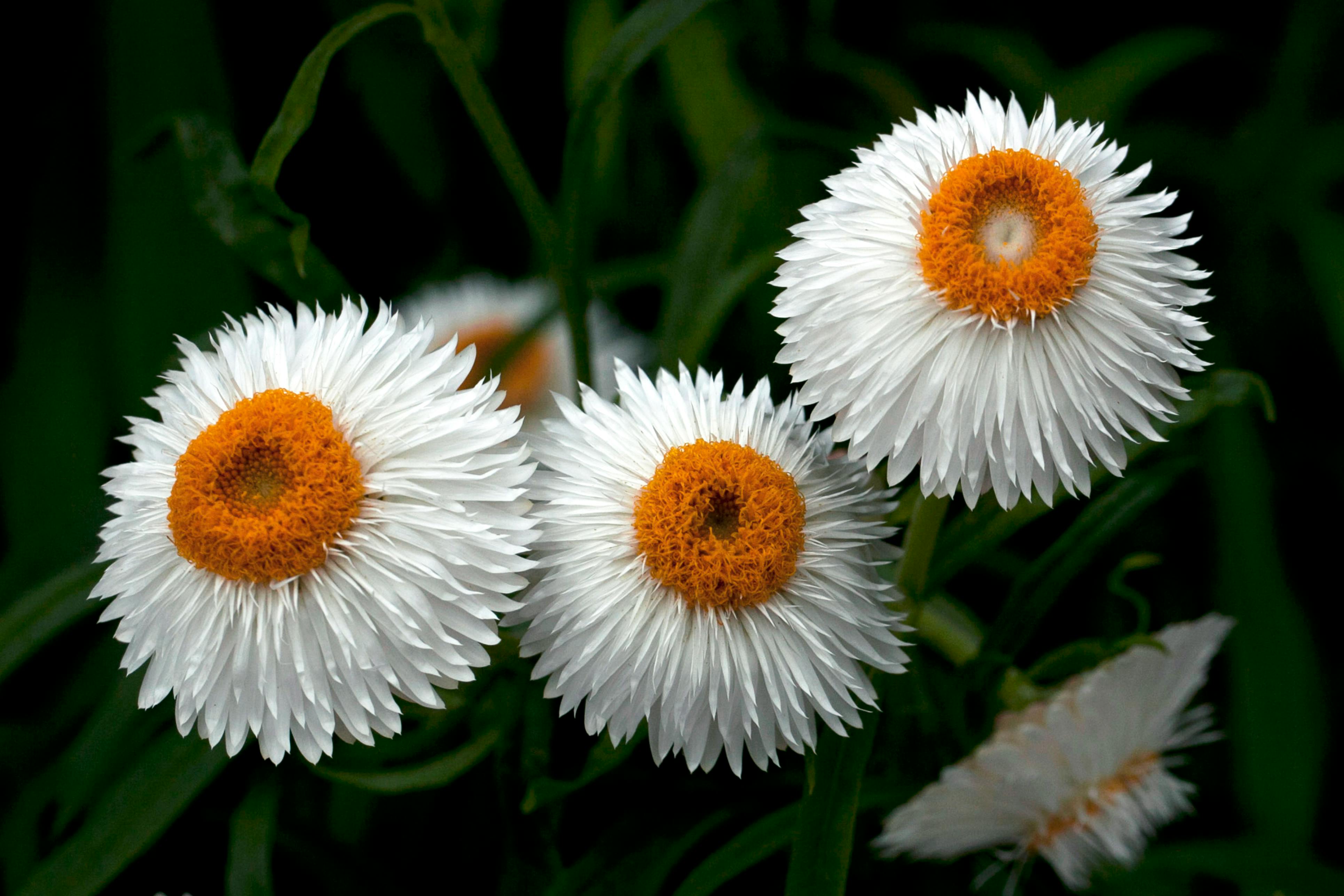 white Strawflowers