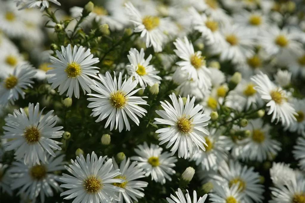 white aster flower