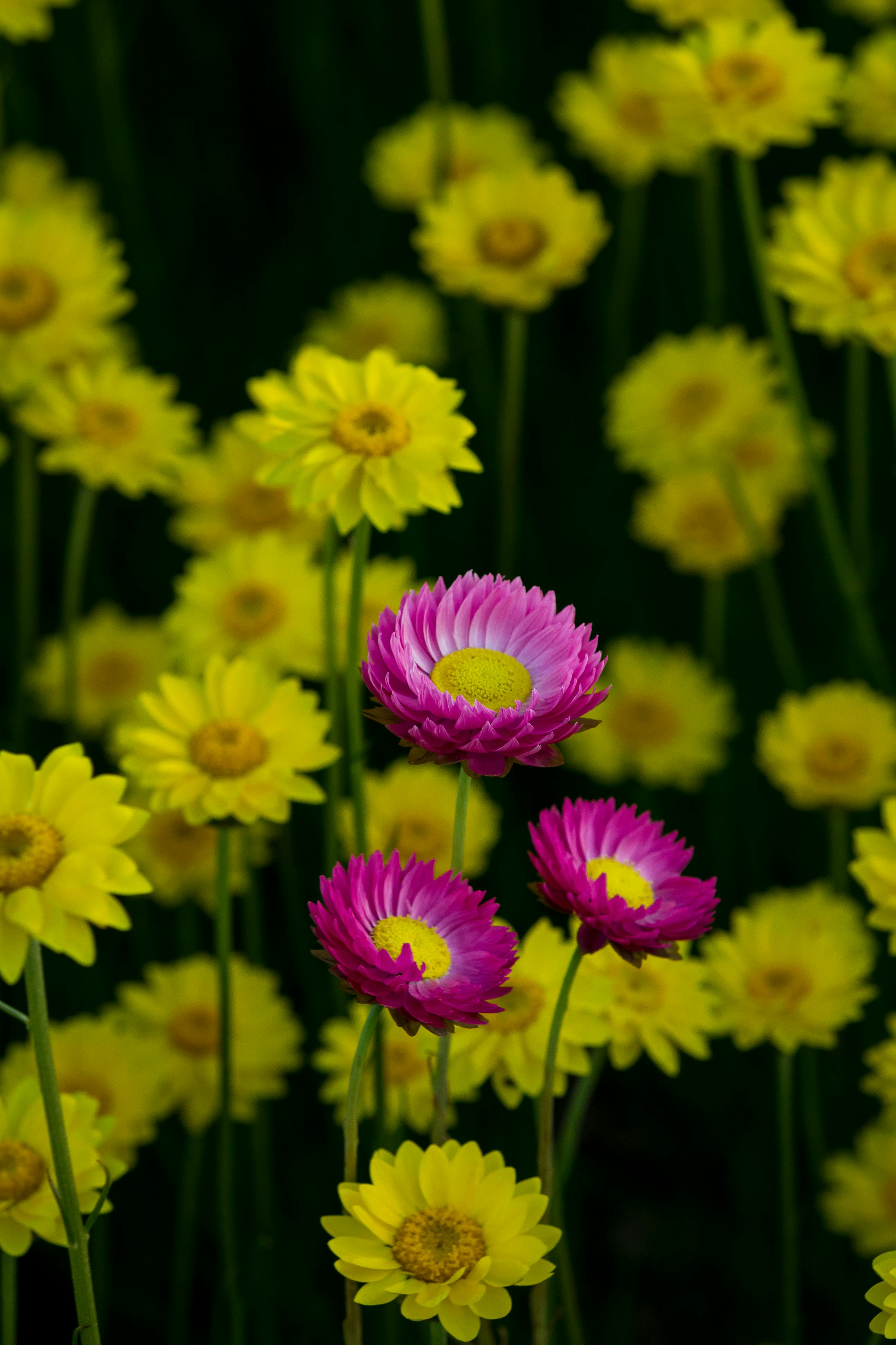 yellow Strawflowers