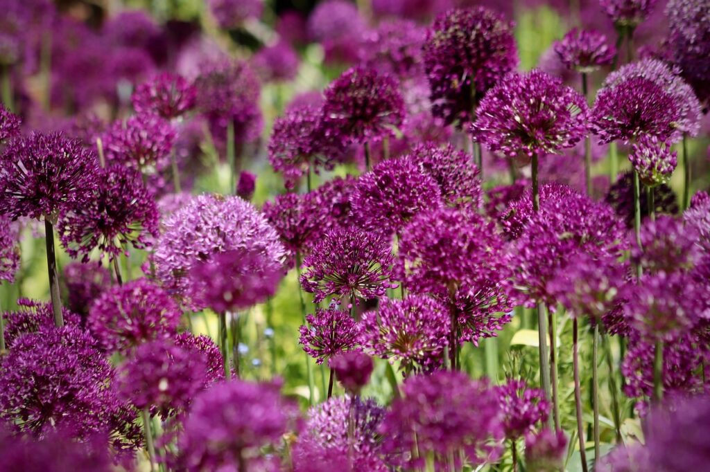 Alliums