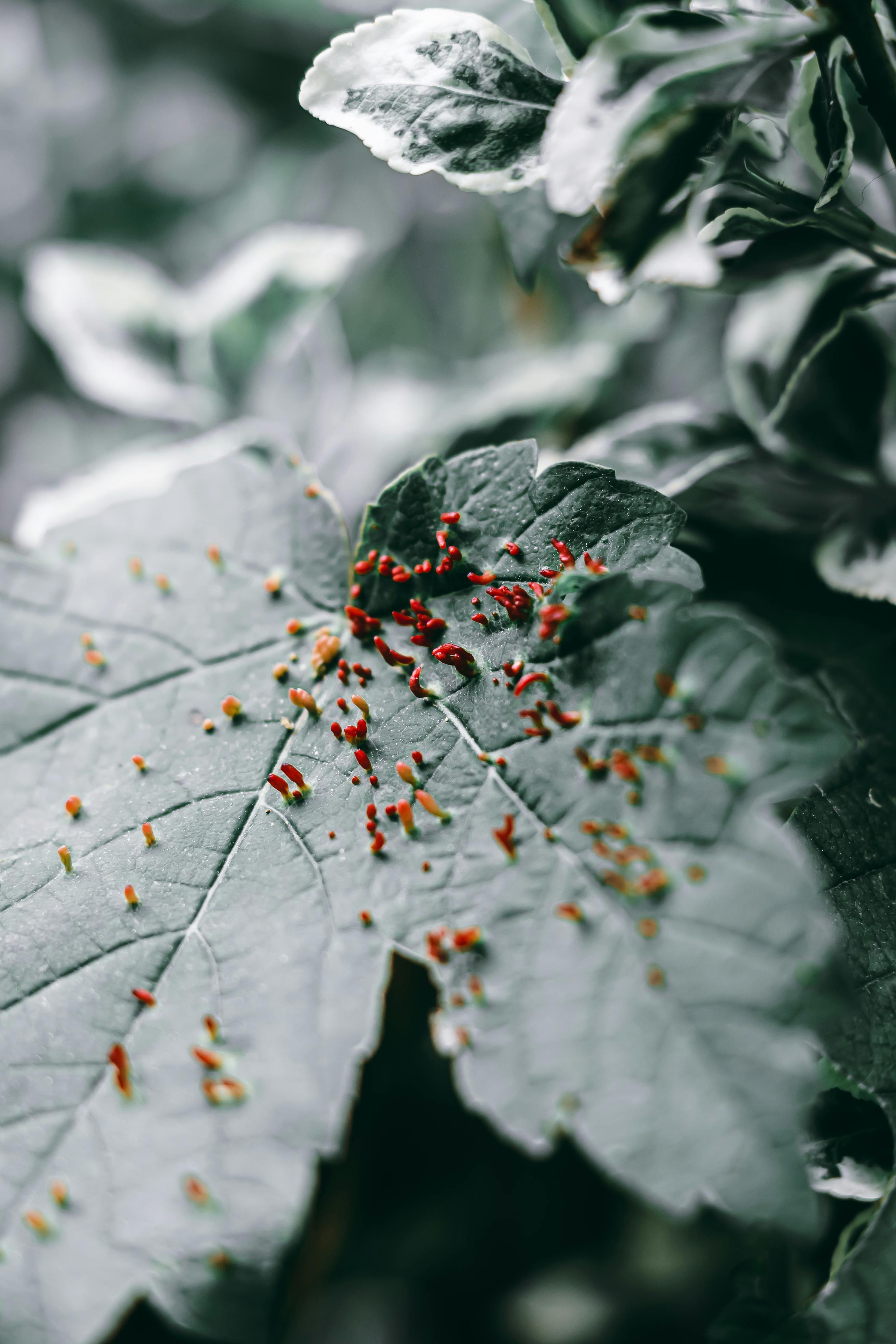 aphid infestation in a garden