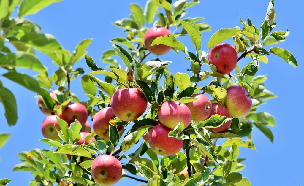 Apples on tree