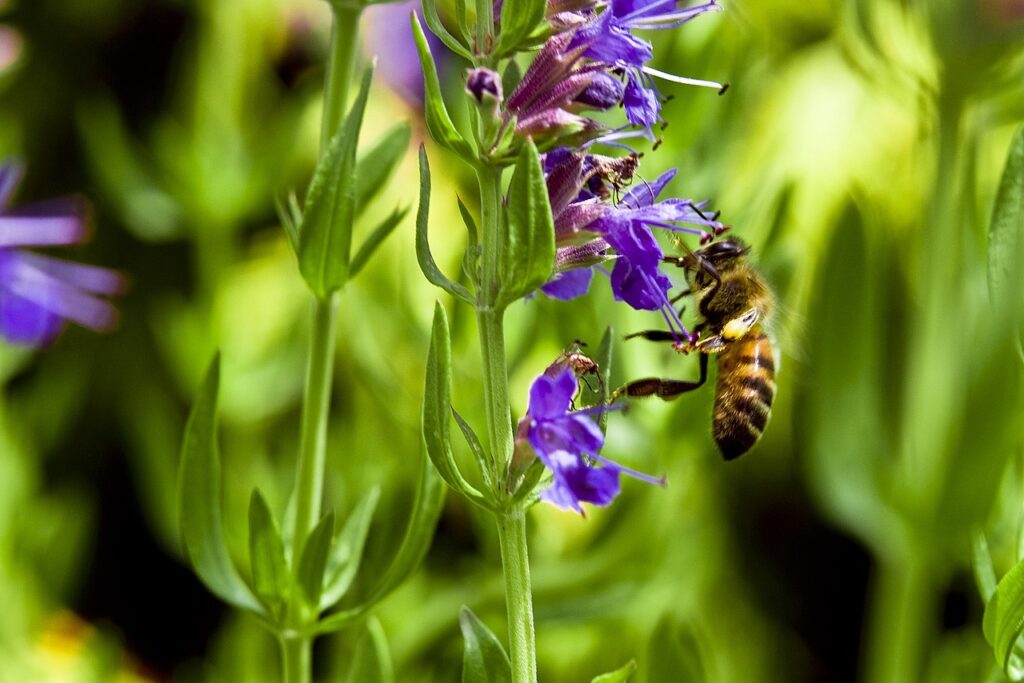 Bees on hyssop flower