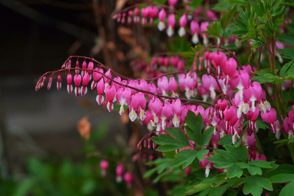 Bleeding Heart (Dicentra)
