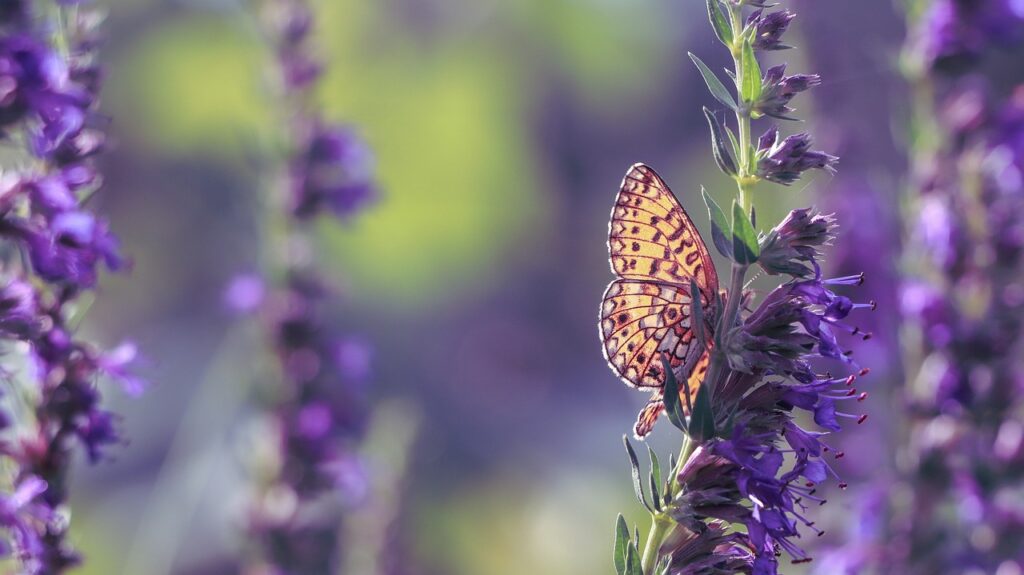 hyssop flower