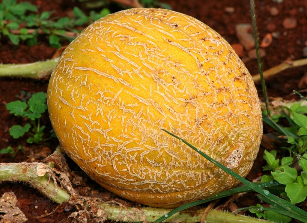 Cantaloupe Cultivars