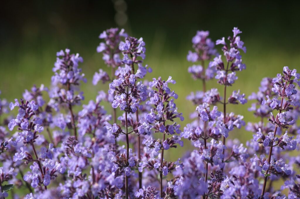 Catmint (Nepeta)