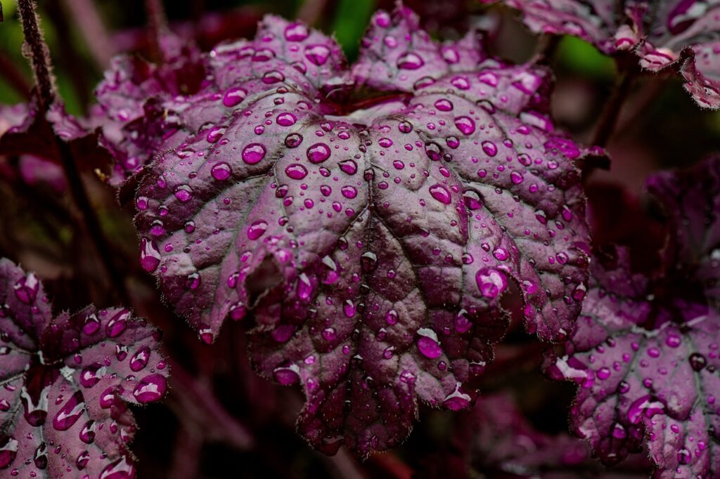 Coral bells