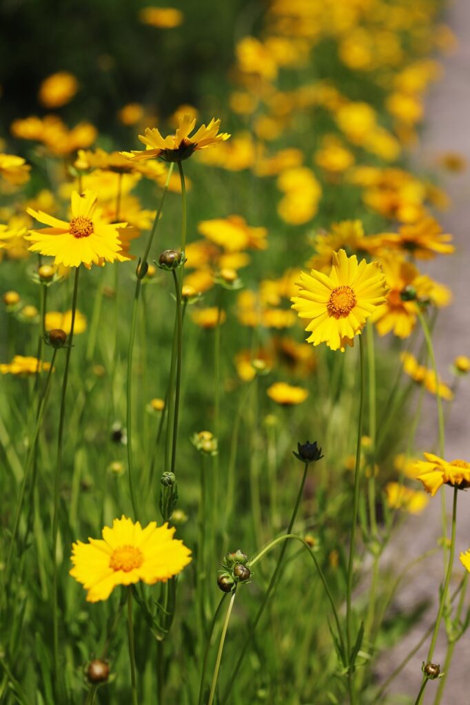 Coreopsis