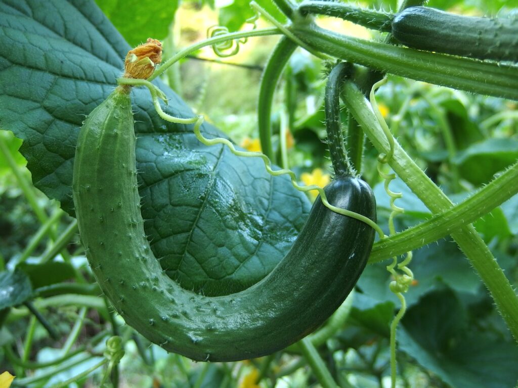 Cucumber plant 