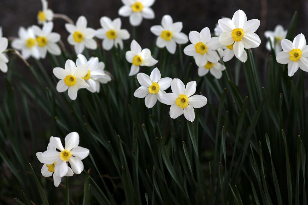 Daffodils flower