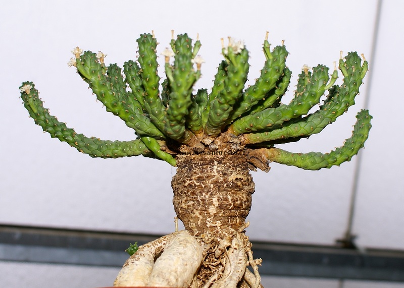 Euphorbia inermis var. huttonae