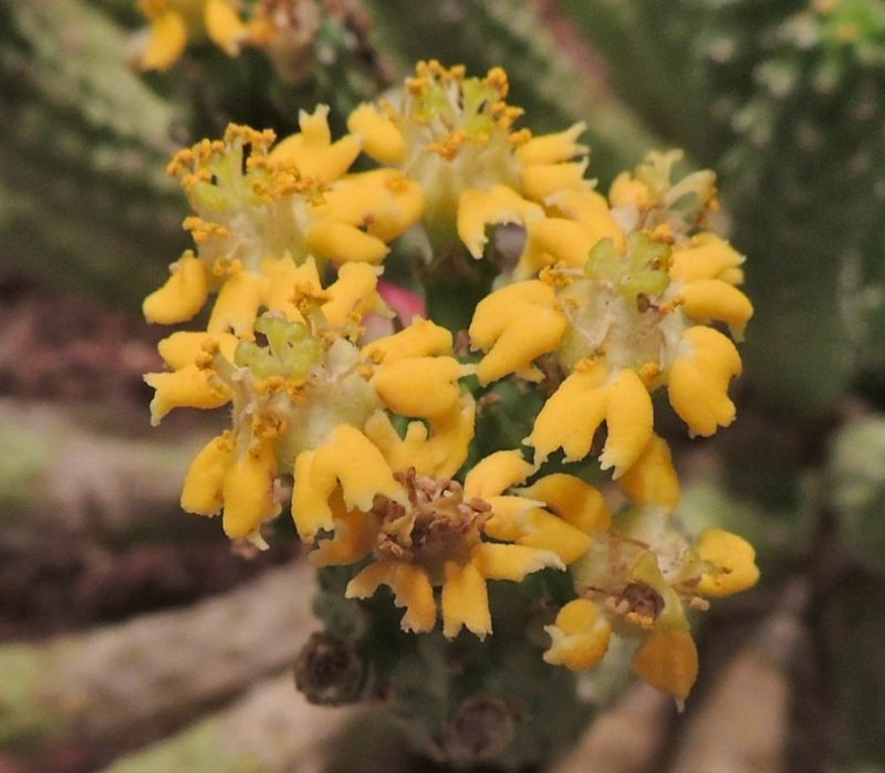 Euphorbia Inermis Huttonae flower