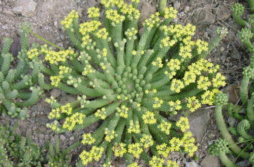 Euphorbia inermis var. huttonae