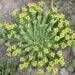 Euphorbia inermis var. huttonae