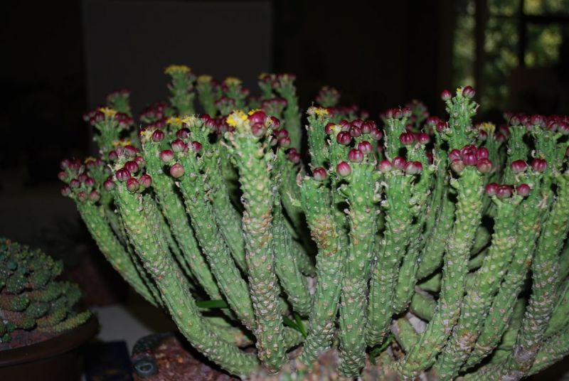 Euphorbia Inermis Huttonae fruits