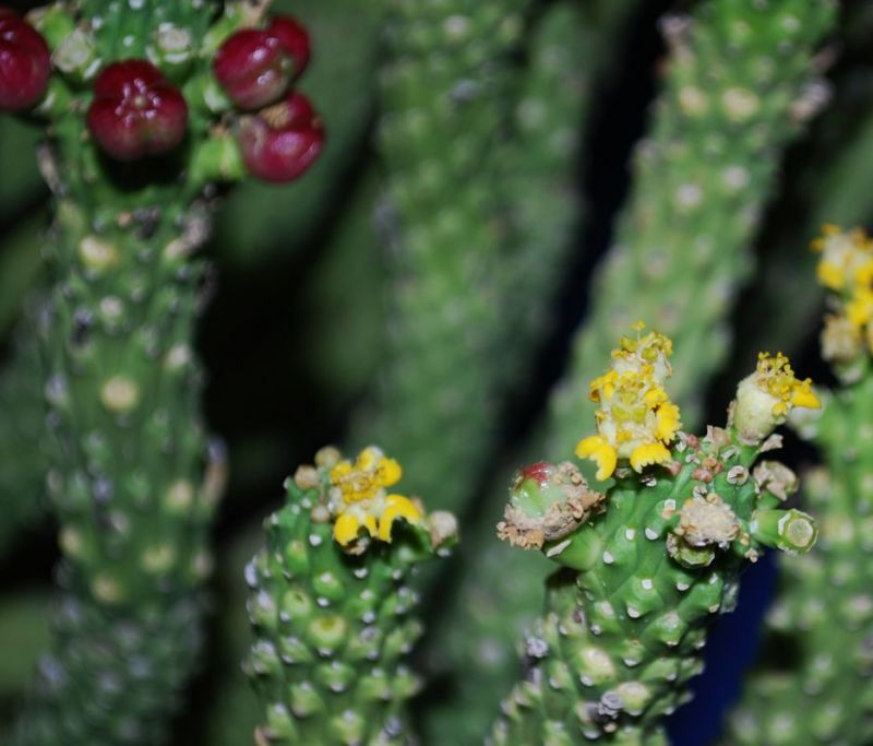 Euphorbia Inermis Huttonae  CLOSE UP