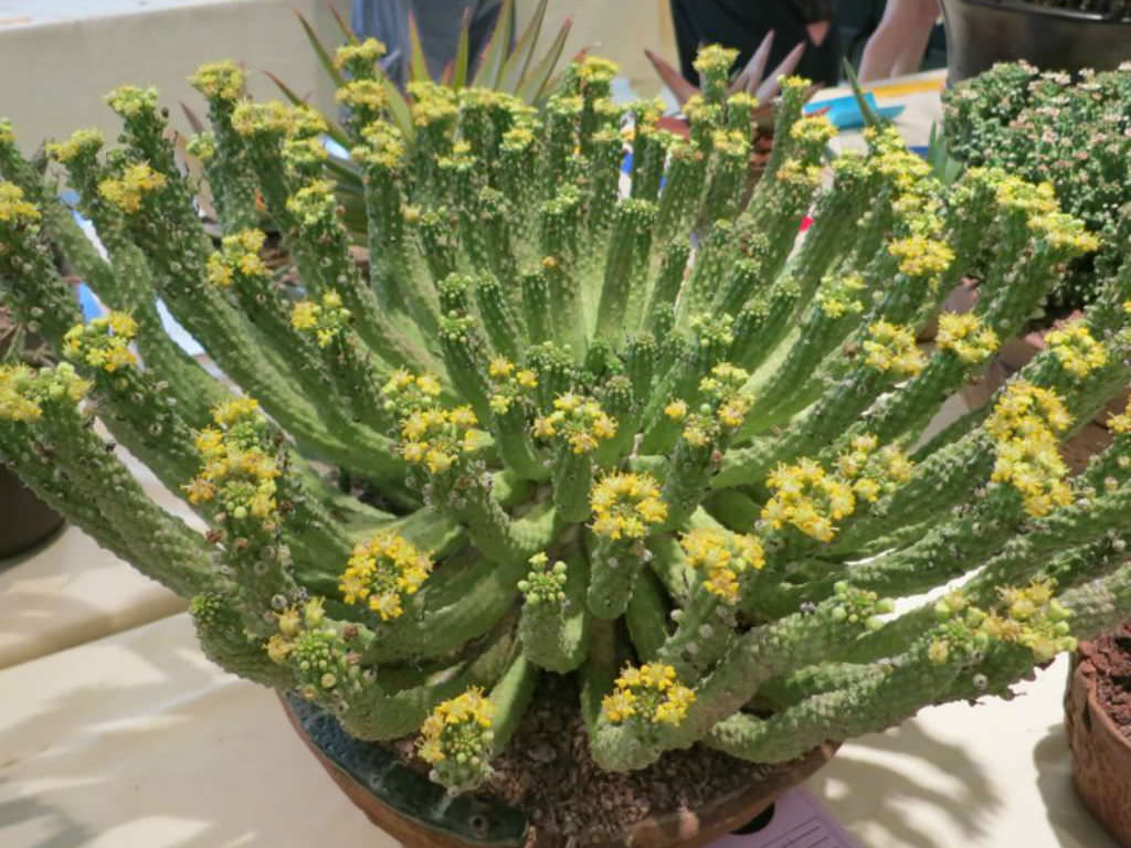 Euphorbia inermis var. huttonae