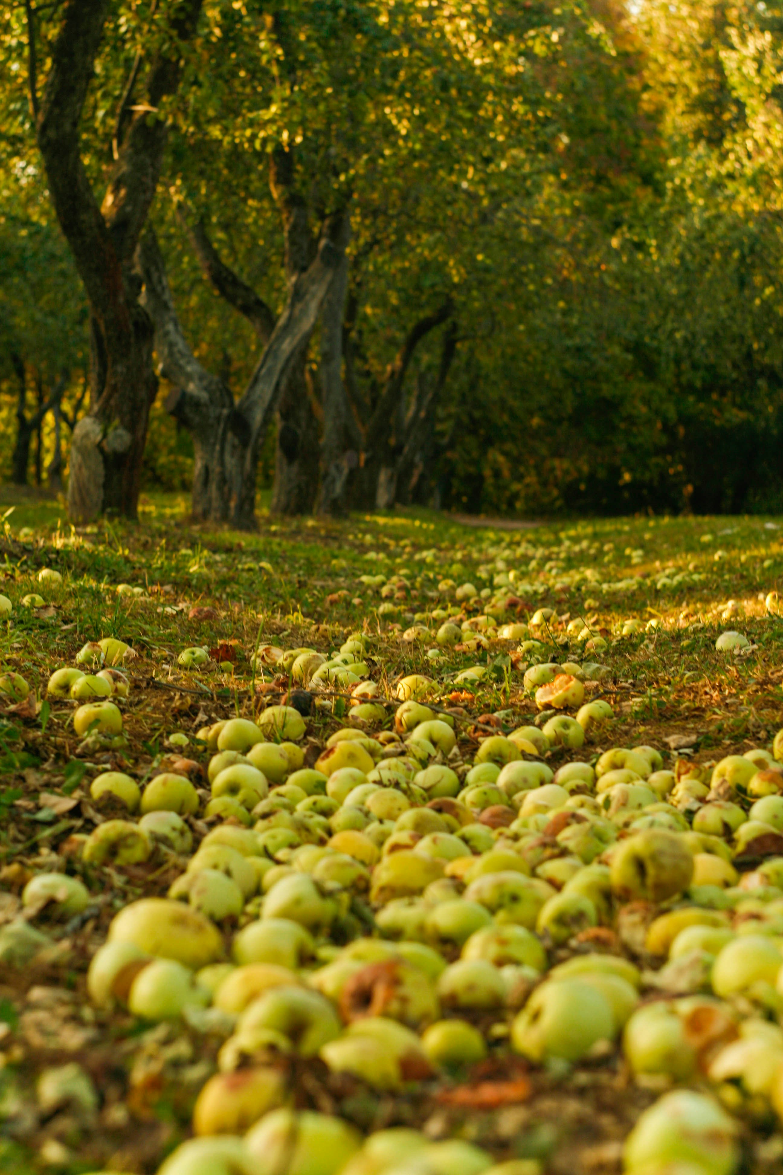 Fallen apples