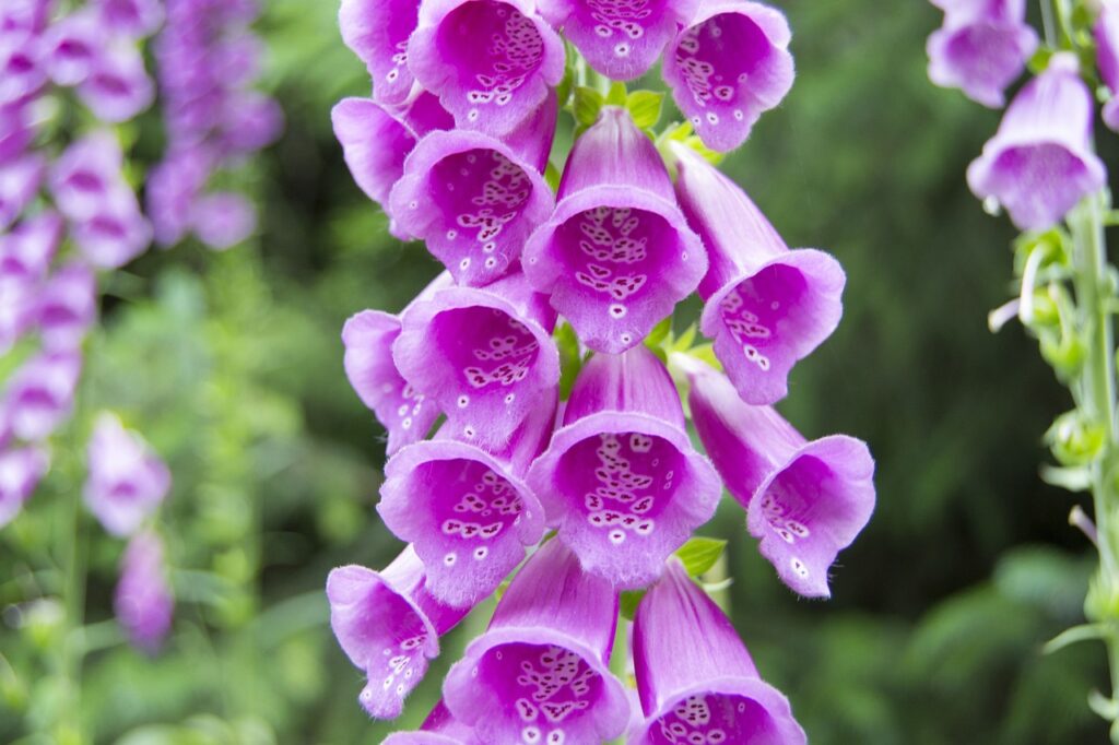 Foxglove (Digitalis)