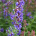 hyssop flower