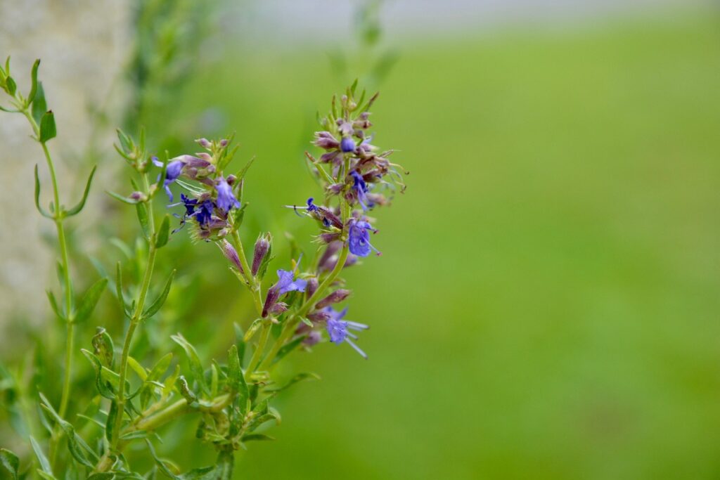 hyssop flower