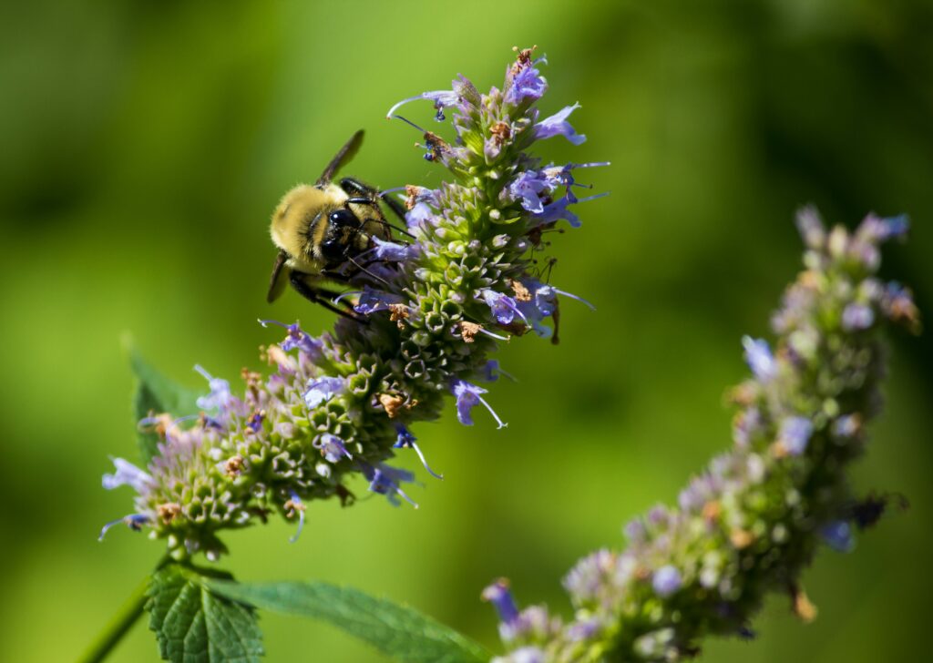 Bee on hyssop flower