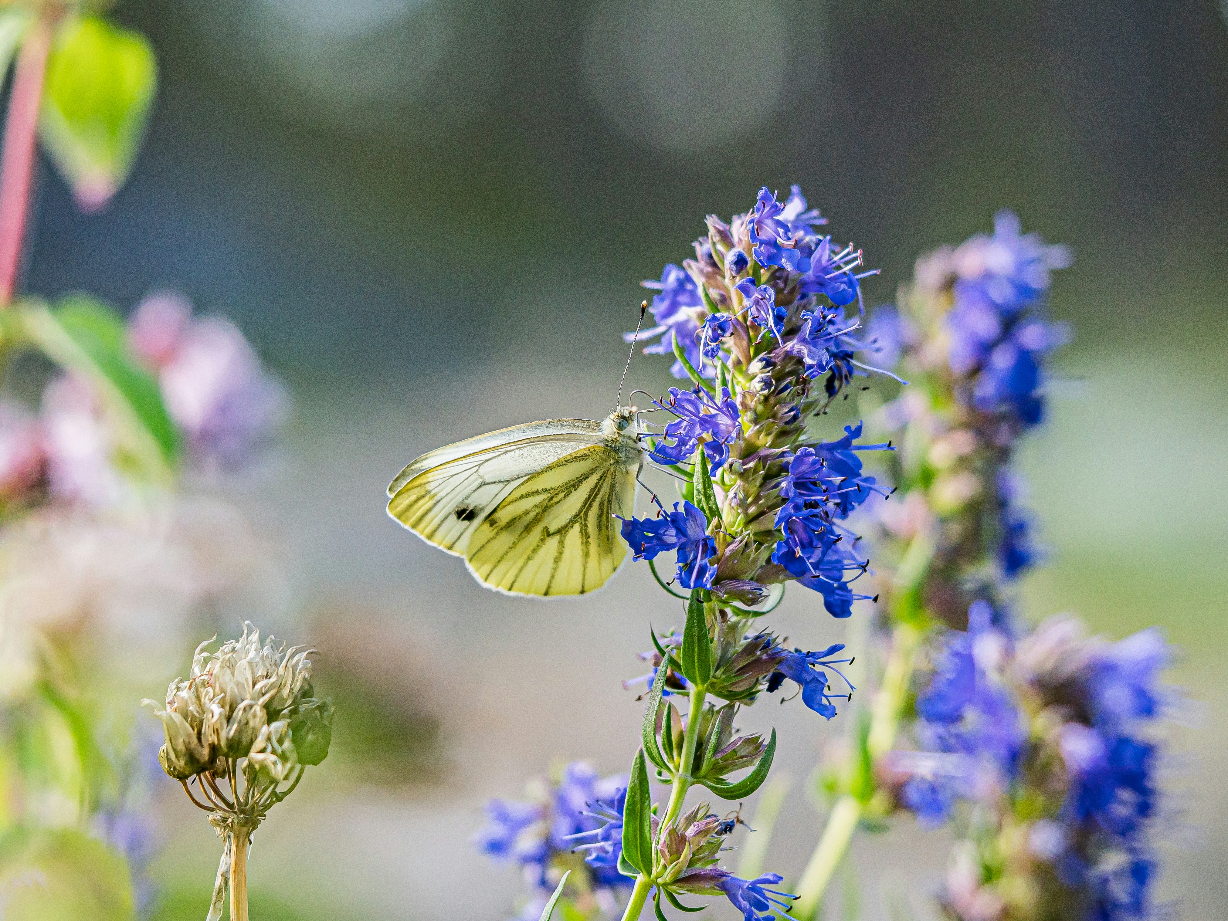 hyssop flower