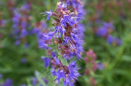 hyssop flower