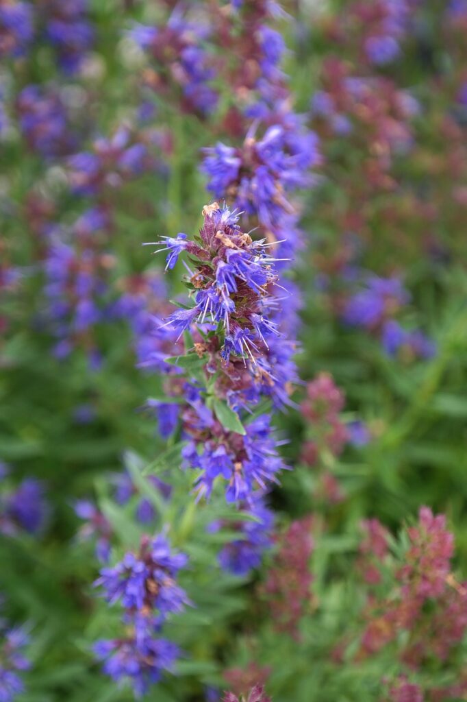 hyssop flower