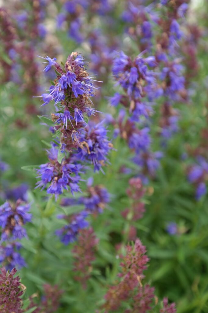 hyssop flower