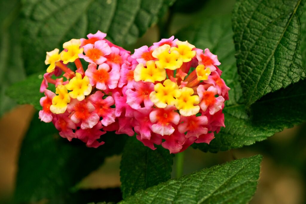 Lantana