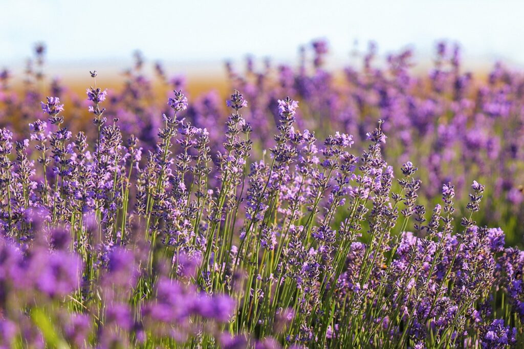 Lavender garden