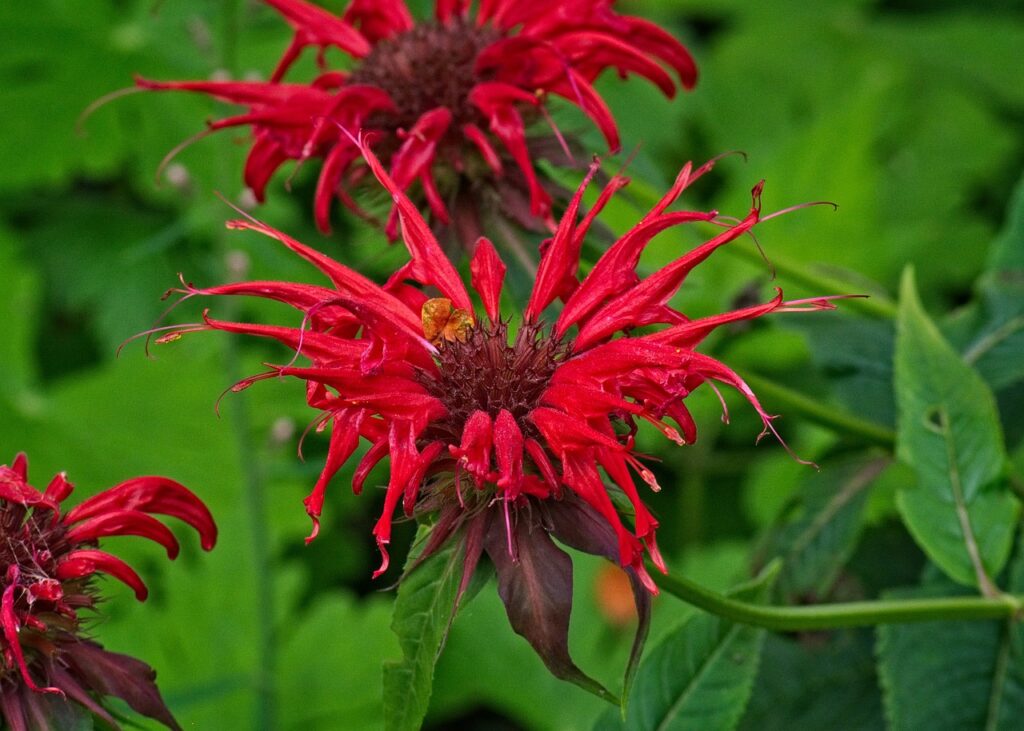 Monarda