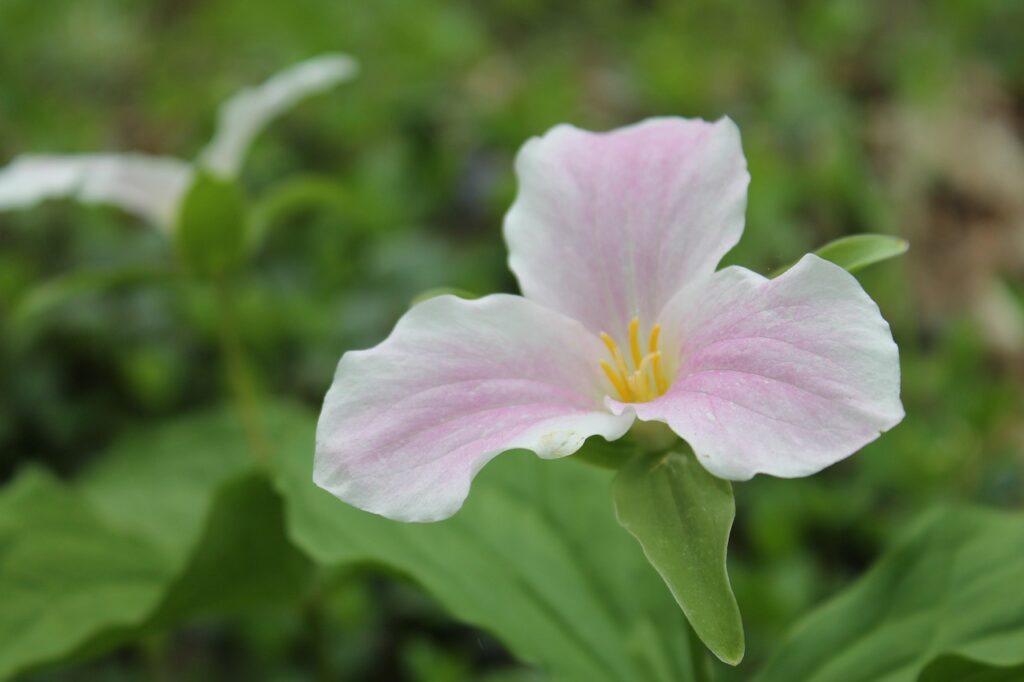 Trillium